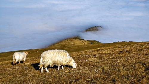 Sheeps on Snowdon Massif, Snowdon Range, Snowdonia, North Wales, UK
