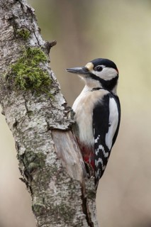 Great Spotted Woodpecker (Dendrocopos major) male climbing tree, North Rhine-Westphalia, Germany