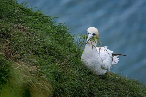 Northern Gannet (Morus bassanus), with nesting material in beak, Bempton Cliffs, United Kingdom