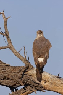 Pale Chanting Goshawk (Melierax canorus) juvenile, Northern Cape, South Africa