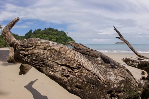 A ctenosaur or spiny-tailed iguana on driftwood in the Manuel Antonio National Park
