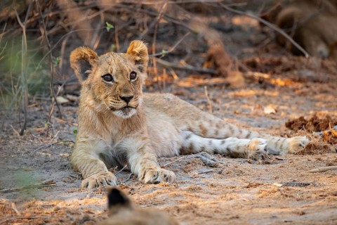 Cub, lion (Panthera leo) lying, Savuti, Chobe National Park, Botswana