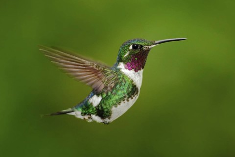 Tinny hummingbird. White-bellied Woodstar, hummingbird with clear green background. Bird from