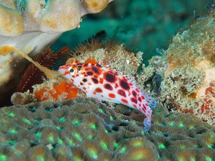 Pinniped coral guard (Cirrhitichthys oxycephalus)