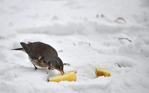Fieldfare (Turdus pilaris) eating an apple in the snow, Schleswig-Holstein, Germany