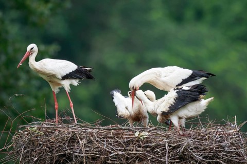 White Stork (Ciconia ciconia) feeding young in nest, North Rhine-Westphalia, Germany
