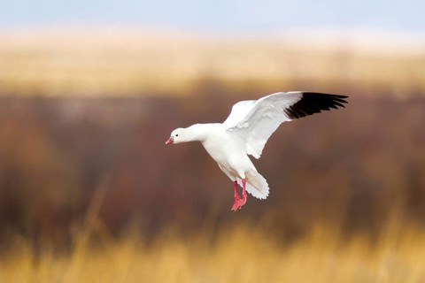 Ross' Goose Anser rossii Bosque del Apache National Widlife Refuge, New Mexico, United States 15