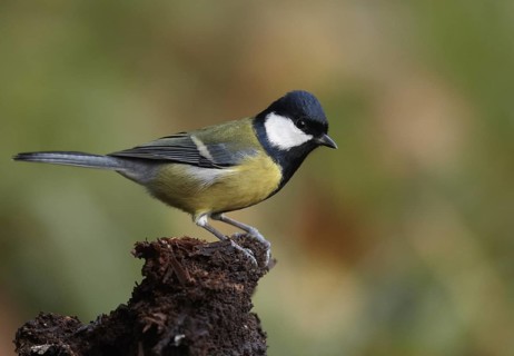 Great Tit (Parus major), Mecklenburg-Western Pomerania, Germany