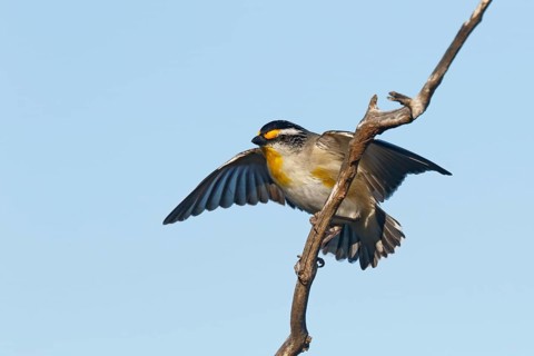 Striated Pardalote (Pardalotus striatus) perched on a branch, spreading wings, South Australia,