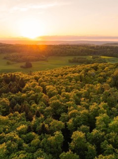Golden illuminated treetops at sunset stretch across a picturesque, tranquil landscape, forest