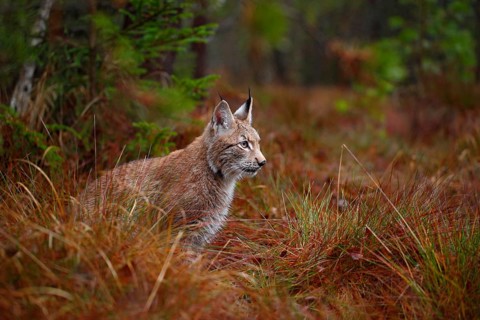 Wild cat Lynx in the nature forest habitat. Eurasian Lynx in the forest, pine forest. Lynx lying on