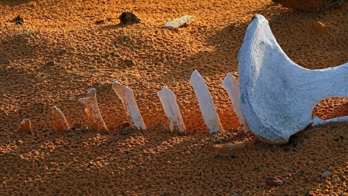Camel bone, skeleton, skeleton, desert, animal, animals, mammal, mammals, dead, death, Saudi