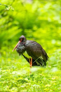 Black stork (Ciconia nigra) standing on a meadow, Bavaria, Germany