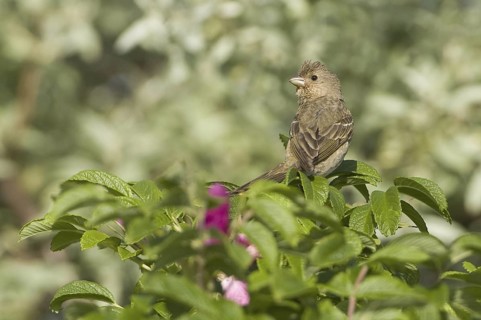 Common Rosefinch (Carpodacus erythrinus), Mecklenburg-Western Pomerania, Germany