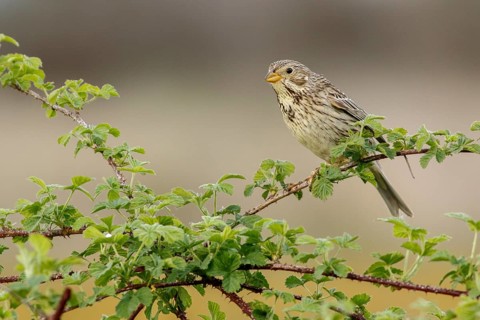 Corn Bunting (Emberiza calandra), perched on a branch, Galicia, Spain