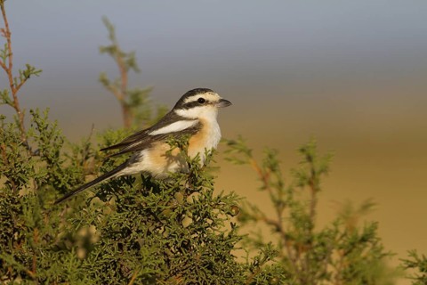 Masked Shrike - Maskenwürger - Lanius nubicus, Cyprus, adult female