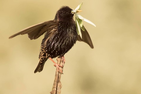Common Starling (Sturnus vulgaris) with nesting material in beak, Serbia