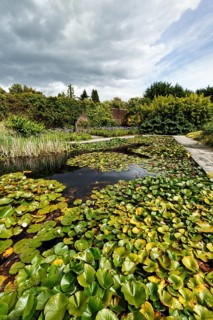 Water lilies on a pond, Mount Congreve Gardens, gardens, County Waterford, Ireland