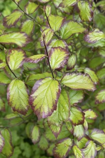 Columnar iron tree (Parrotia persica PERSIAN SPIRE), An den Dorfwiesen 9, Germany