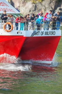 Bottlenose dolphins racing cruise boat, Fiordland National Park, Milford Sound, South Island,