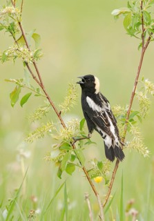 Bobolink (Dolichonyx oryzivorus) male singing, perched on a twig, Minnesota, USA