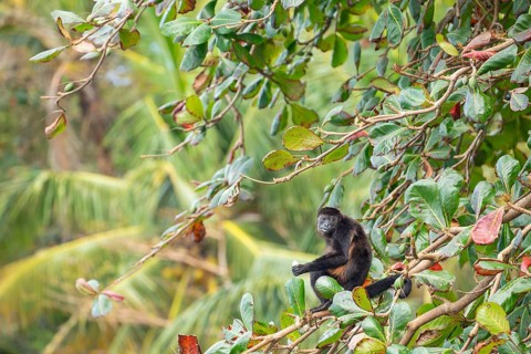 Mantled howler monkey (Alouatta palliata) sitting on branch and eating a tropical almond.