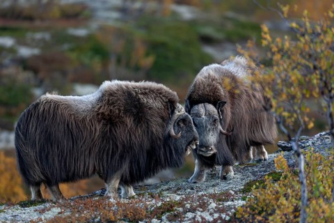 Two mochus ox bulls (Ovibos moschatus) standing relaxed in the autumnal tundra, autumn, Ruska,