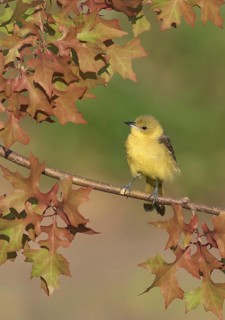 Orchard Oriole (Icterus spurius) female, Texas, USA