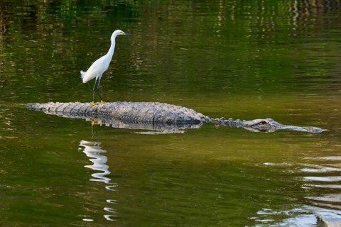 A heron stands calmly on the back of a crocodile swimming in the water, Great Egret (Egretta