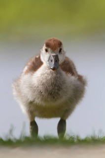 Egyptian Goose (Alopochen aegyptiaca) juvenile, North Rhine-Westphalia, Germany