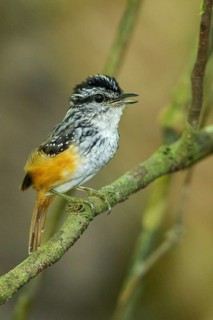 Guianan Warbling-Antbird (Hypocnemis cantator) perched on a branch in the rainforest of Guyana