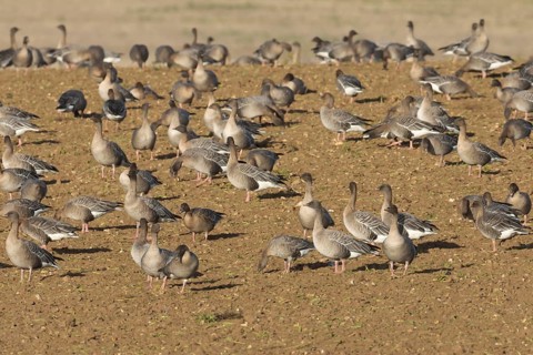 Pink-footed goose (Anser brachyrhynchus) adult geese birds feeding on a farmland harvested sugar