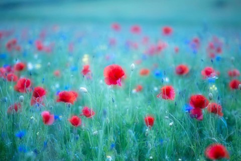 The lentil bloom in Castelluccio di Norcia, nestled in the Sibillini Mountains of the Italian
