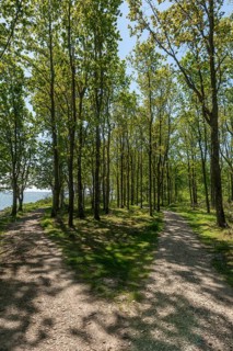 Svendborg, Thurø Island, forest, hiking trail, recreation area, spring, backlight, Funen, Baltic