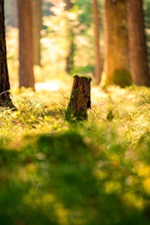 A tree stump illuminated by sunlight in the forest, Calw, Black Forest, Germany