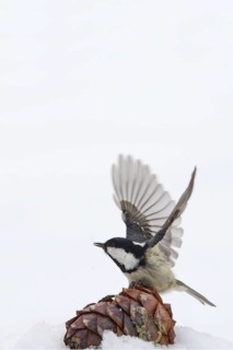 Coal Tit (Periparus ater), Engadin, Switzerland