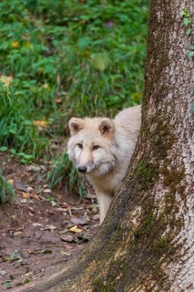 One arctic wolf (Canis lupus arctos) standing in a forest, partially hidden behind a tree