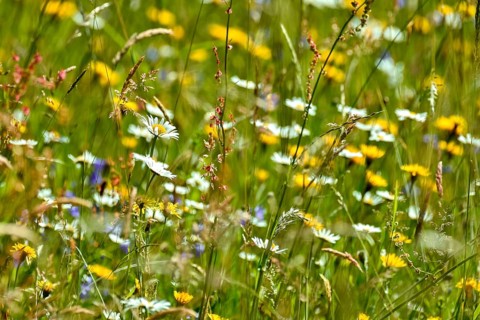 Wild blooming flowers and grasses in natural flower meadow, Germany