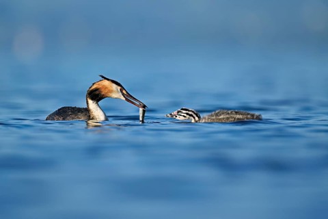 Great crested grebe (Podiceps scalloped ribbonfish) feeding its offspring with fish, Lake Zug,