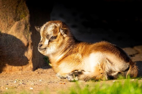Domestic goat (Capra hircus) youngster lying on the ground, Bavaria, Germany