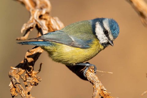 A vibrant Eurasian Blue Tit, Cyanistes caeruleus, showcased in a detailed close-up, gripping a