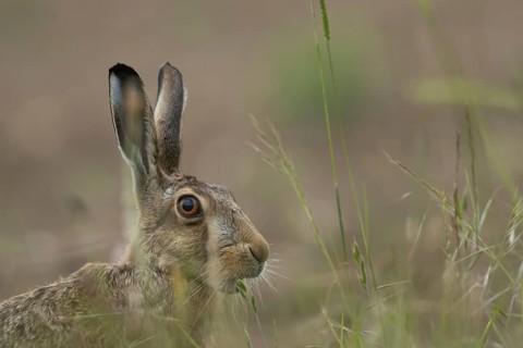 European brown hare (Lepus europaeus) adult animal in a farmland field in summer, Suffolk, England,