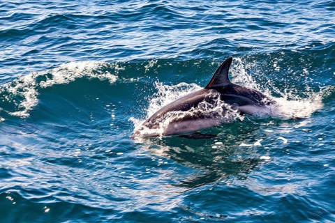 Dolphin swimming on the surface and creating splashes in the blue sea, The Clymene dolphin