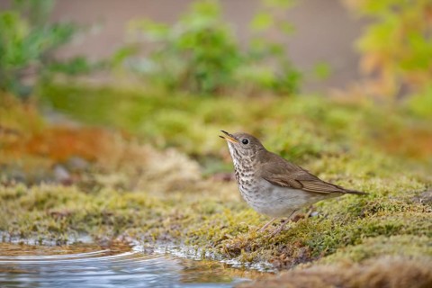 Grey-cheeked Thrush (Catharus minimus) drinking at a waterhole, Texas, USA