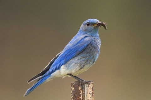 Adult male Mountain Bluebird (Sialia currucoides) bringing food to nestlings