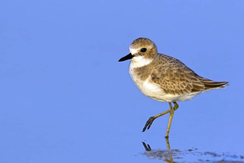 Desert plover, (Charadrius leschenaultii), animals, birds, biotope, habitat, foraging, Middle East,
