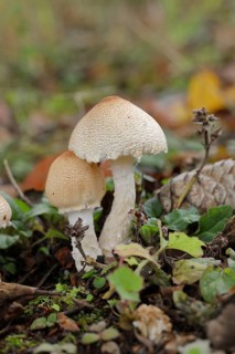 Brick cap (Hypholoma sublateritium) on decaying tree stump, Wilnsdorf, North Rhine-Westphalia,