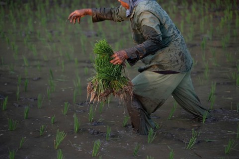 An Indonesian farmer skillfully plants rice seedlings in a muddy paddy field. This image captures