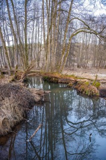 Winterladscape of a swamp with water and trees, Lengenbach, Deining, Upper Palatinate, Bavaria,