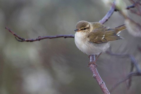 Arctic Warbler - Wanderlaubsänger - Phylloscopus borealis. Russia (Ural)